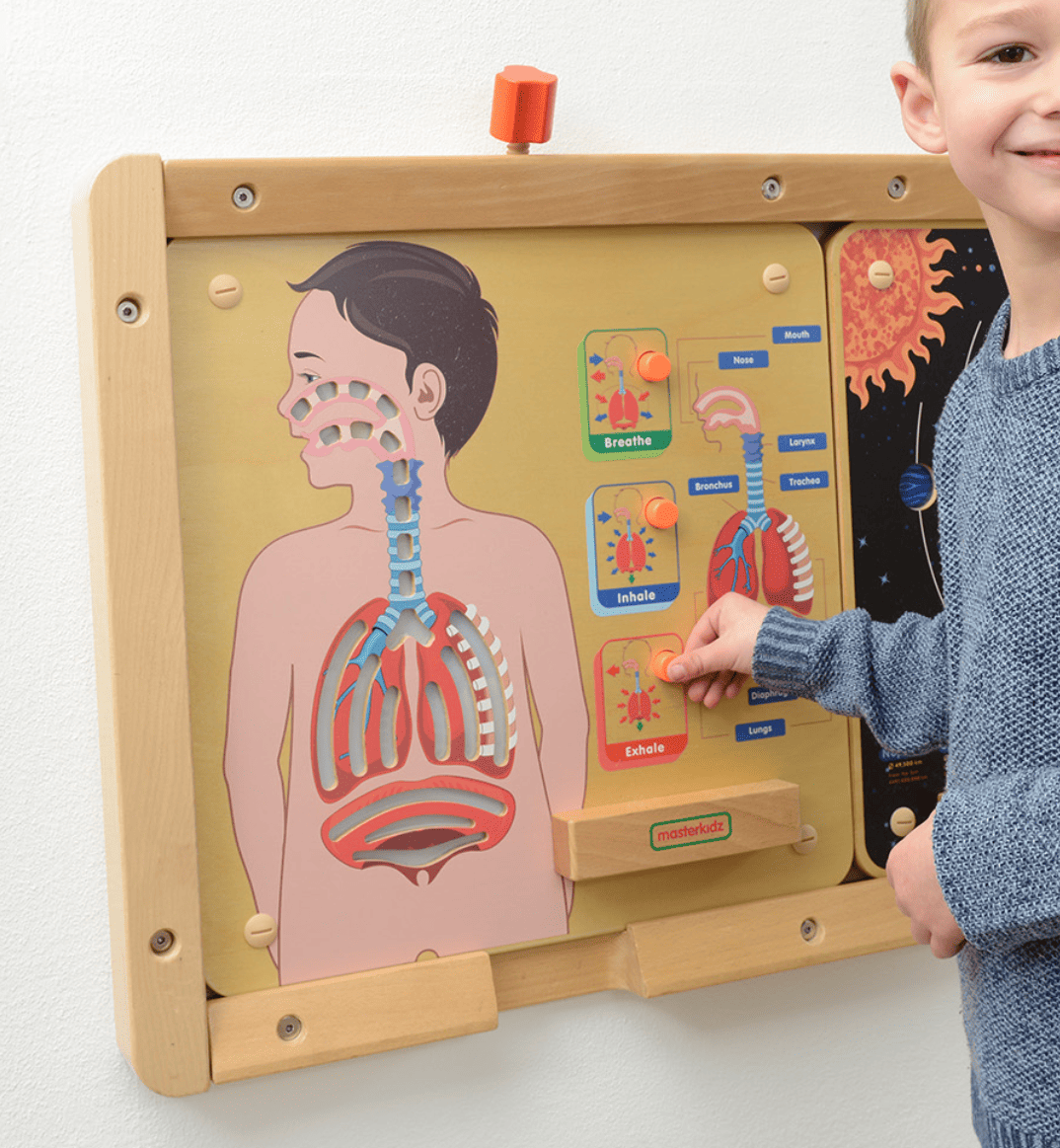 Sistema Respiratorio - Tablero de pared - Imagen 2