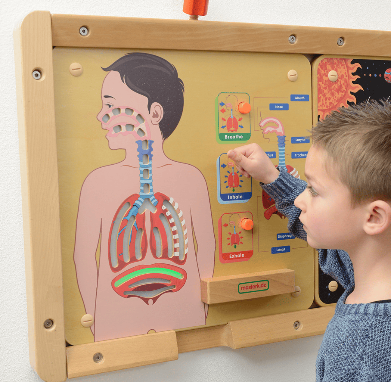 Sistema Respiratorio - Tablero de pared - Imagen 3