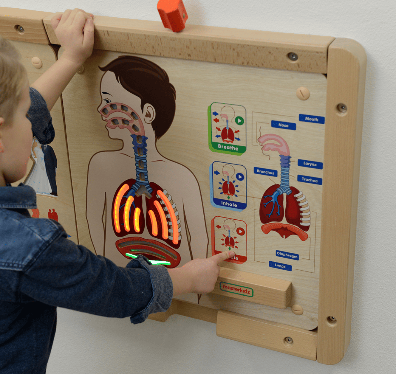 Sistema Respiratorio - Tablero de pared - Imagen 4