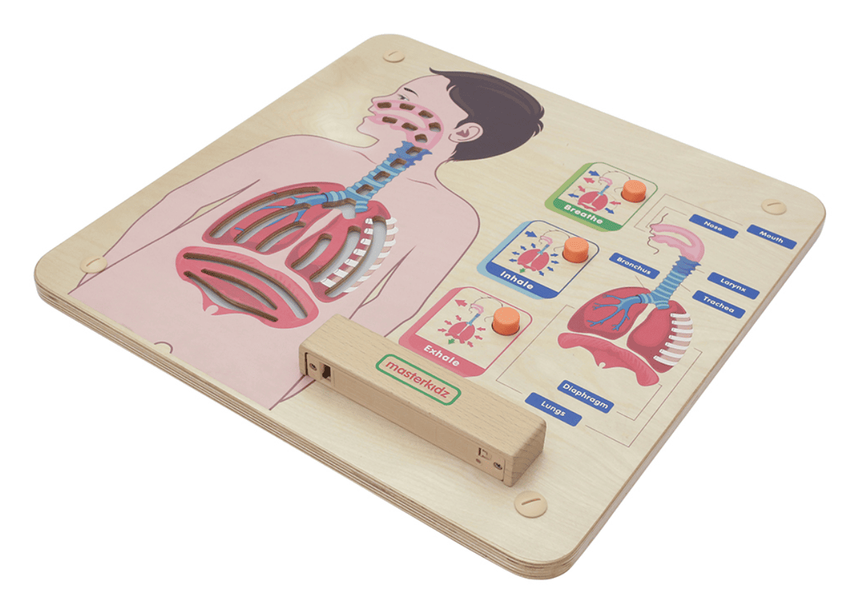 Sistema Respiratorio - Tablero de pared - Imagen 5