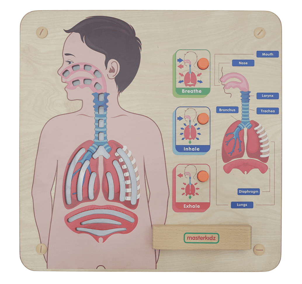 Sistema Respiratorio - Tablero de pared