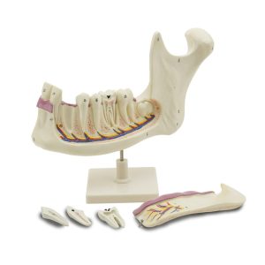 Maqueta de Mandíbula