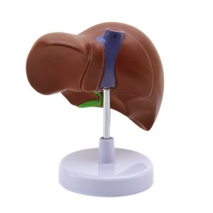 Maqueta de Hígado