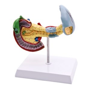 Maqueta de Páncreas