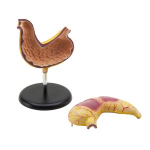 Maqueta de Estómago