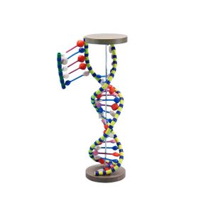 Maqueta doble hélice de ADN