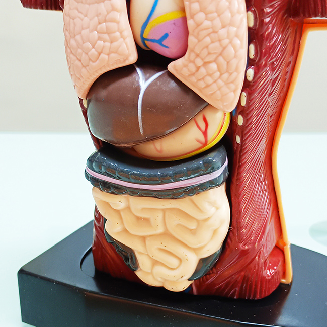 Torso Humano de 24 cm 8 Piezas - Imagen 3