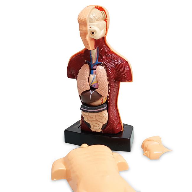 Torso Humano de 24 cm 8 Piezas - Imagen 2