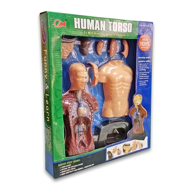 Torso Humano de 24 cm 8 Piezas