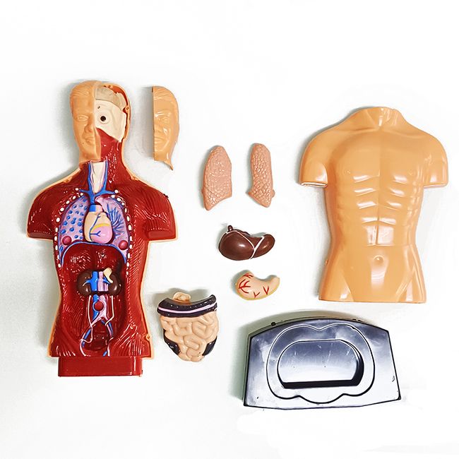 Torso Humano de 24 cm 8 Piezas - Imagen 5